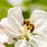 Städa miljövänligt blomma bi