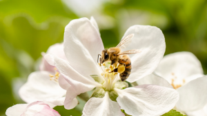Städa miljövänligt blomma bi